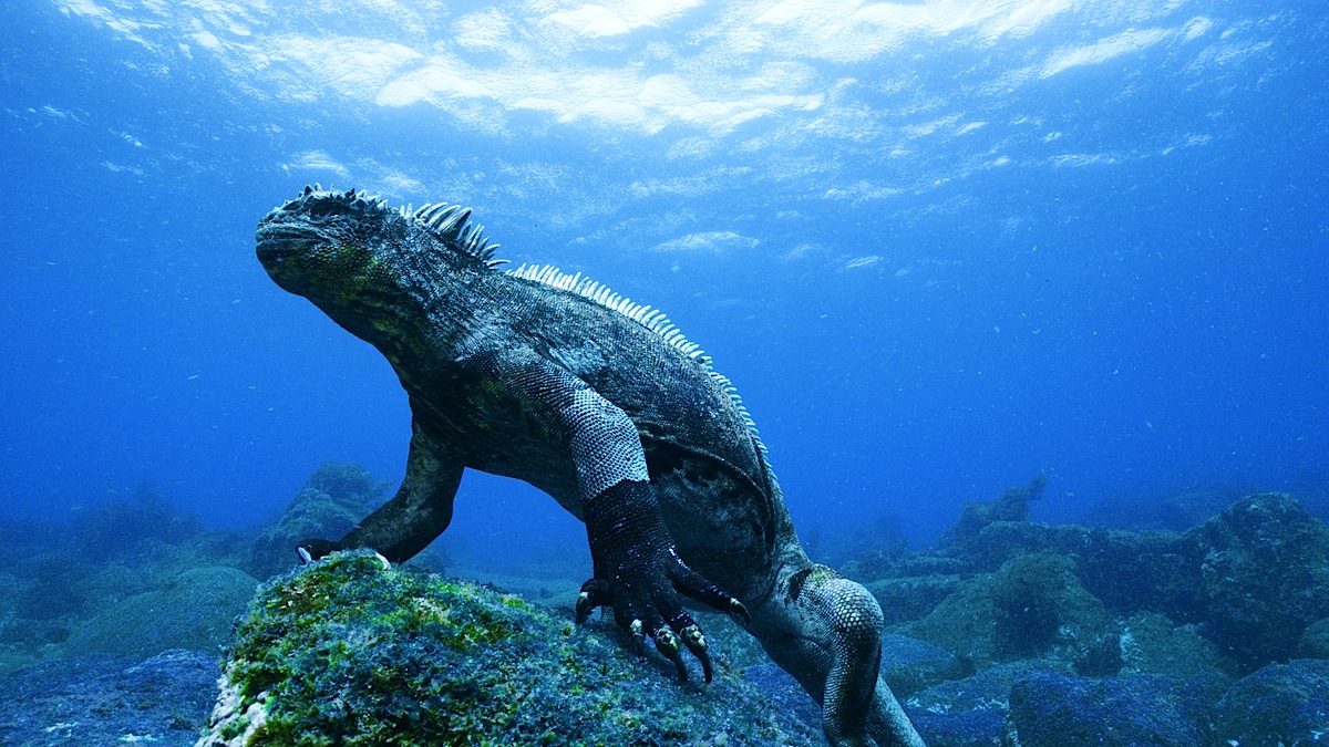 legendariske Galapagos hav leguan