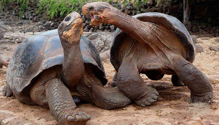 Legendariske kæmpeskildpadder på Galapagos