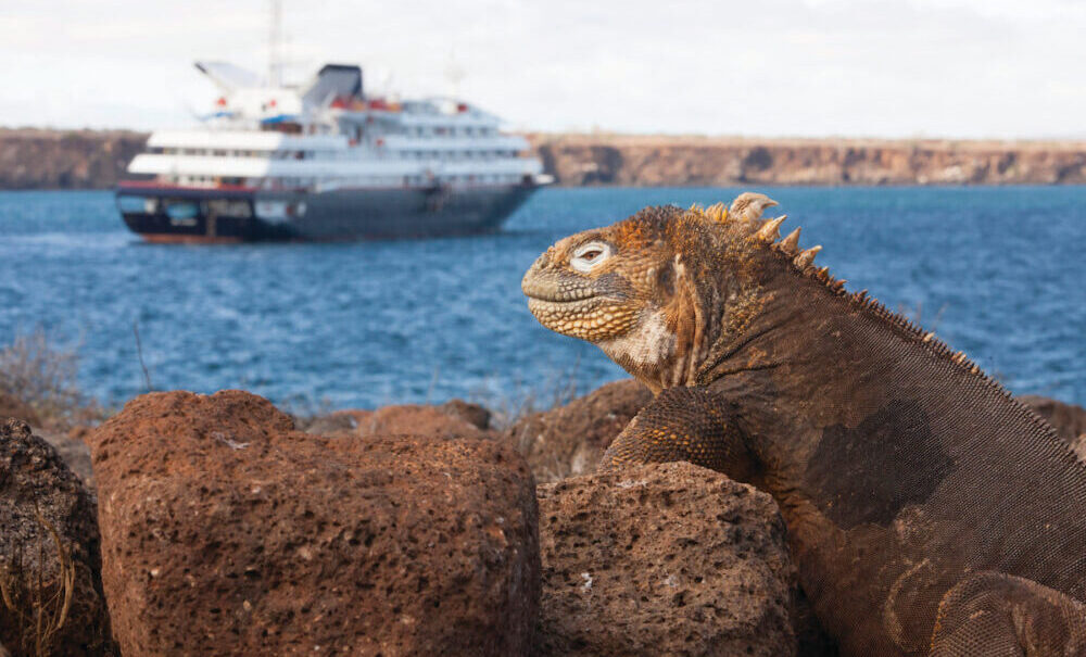 Seymour Øen med de legendariske hav leguaner på Galapagos Øerne