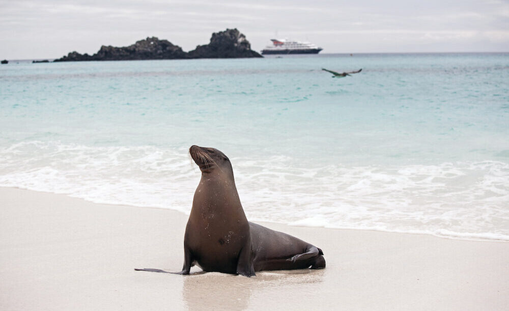 På Galapagos Øerne med Silversea Expeditions byder på strande med vild flora og fauna