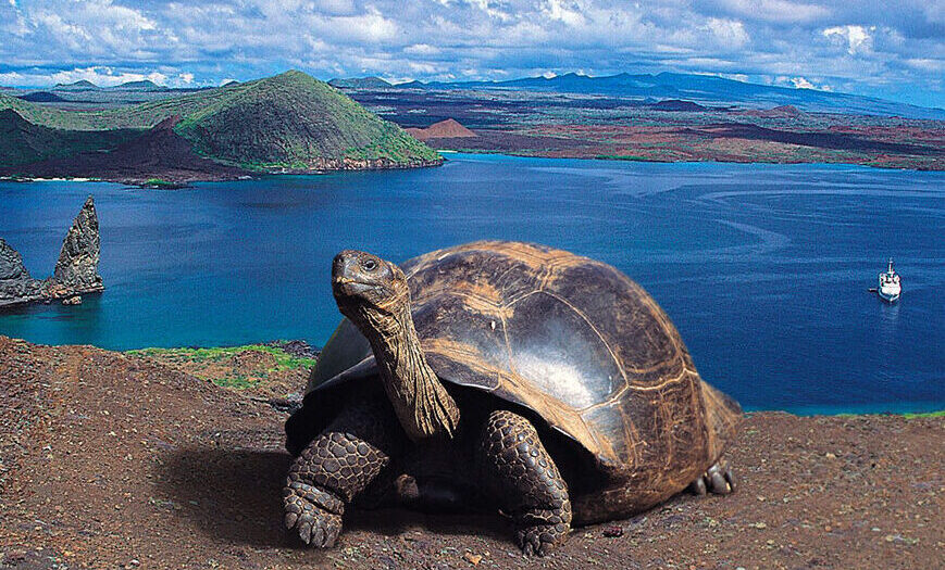 Kom tæt på de imponerende kæmpeskildpadder på Galapagos Øerne med Silversea Expeditions