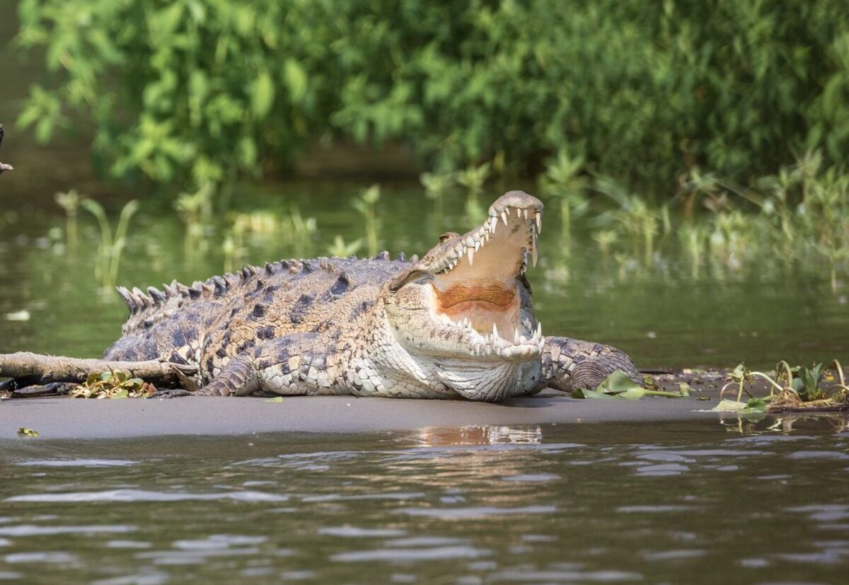 I mangrovesumpene nær Vieja de la Limon lever der også krokodiller