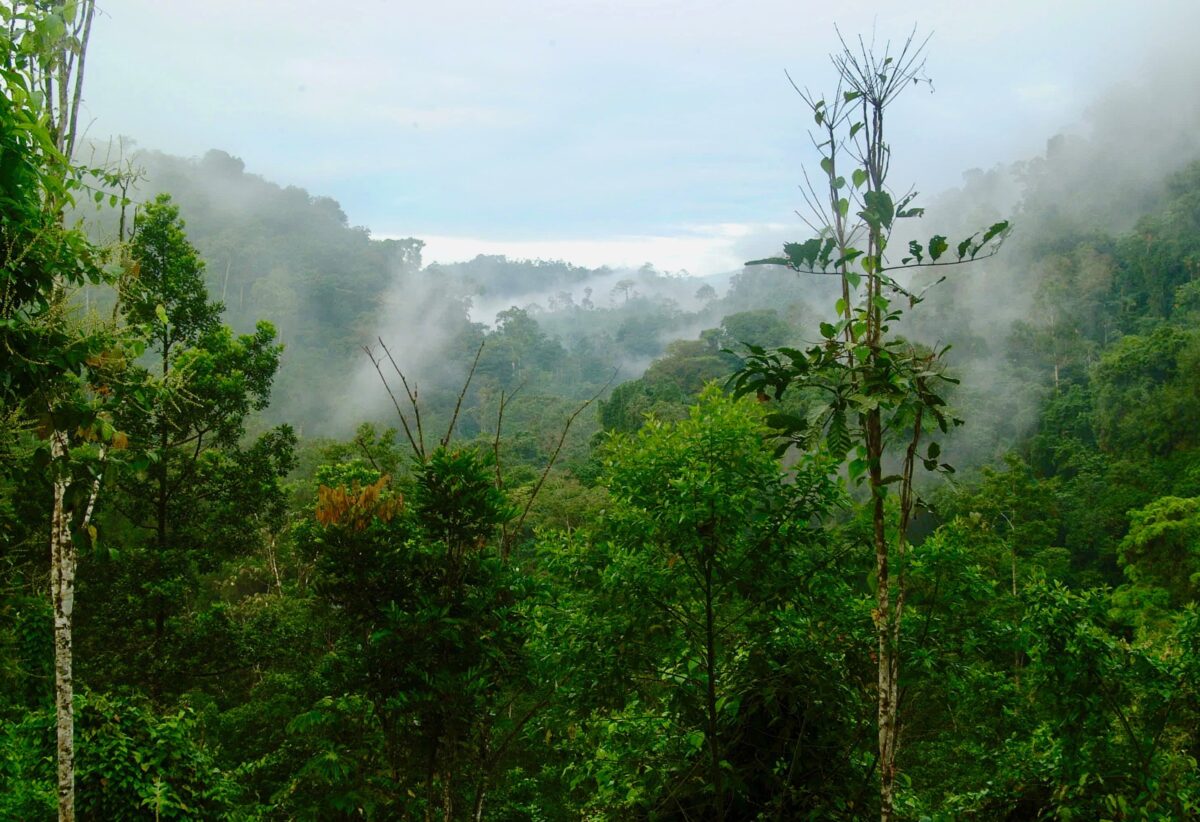 Den dragende tågeskov Monteverde i Costa Rica