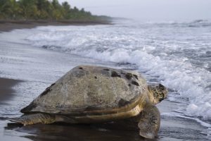 Havskildpadde Costa Rica i Tortuguero National Park