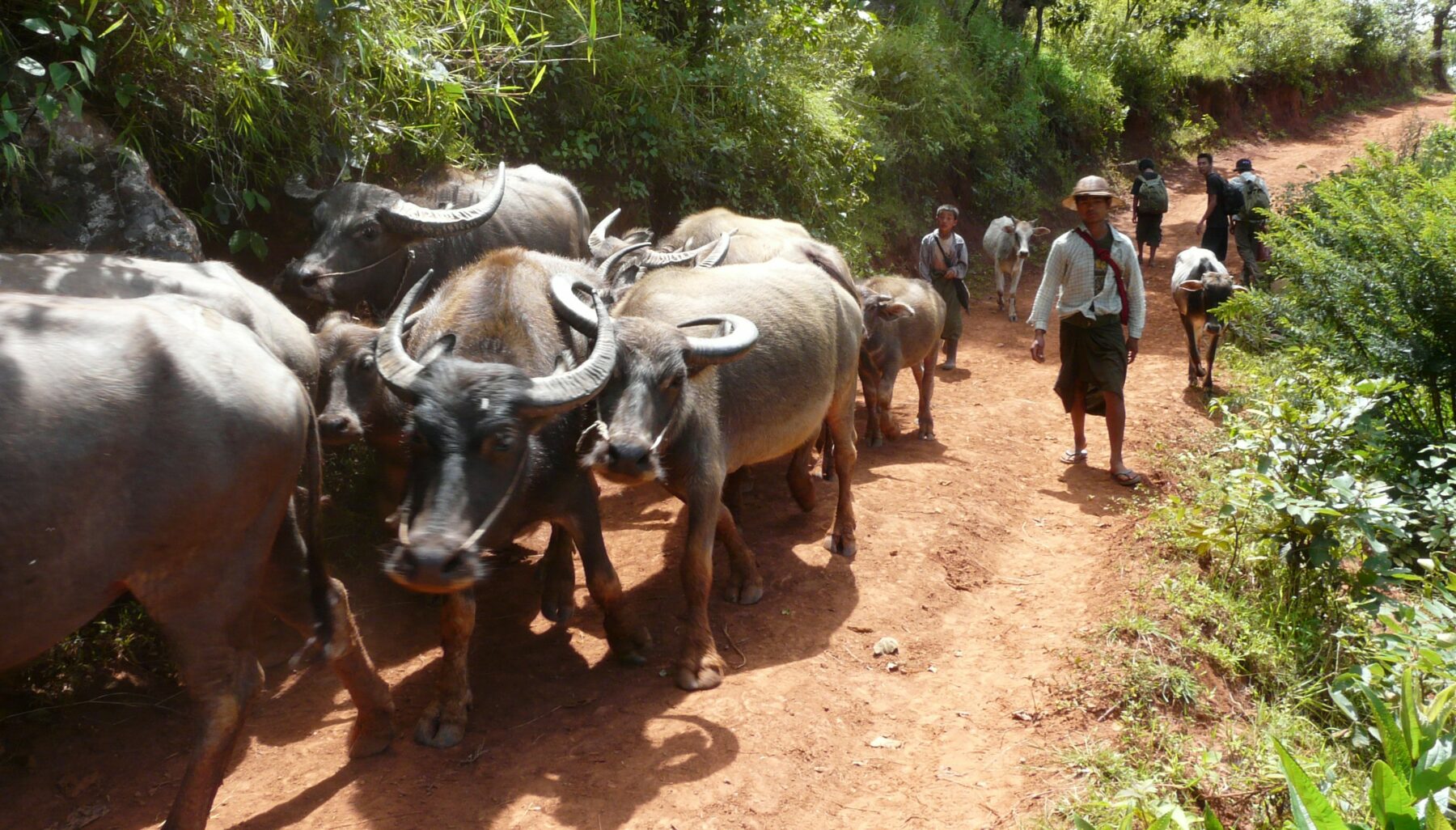 Oplev de idylliske landlige omgivelser i Kalaw regionen på din Myanmar rundrejse