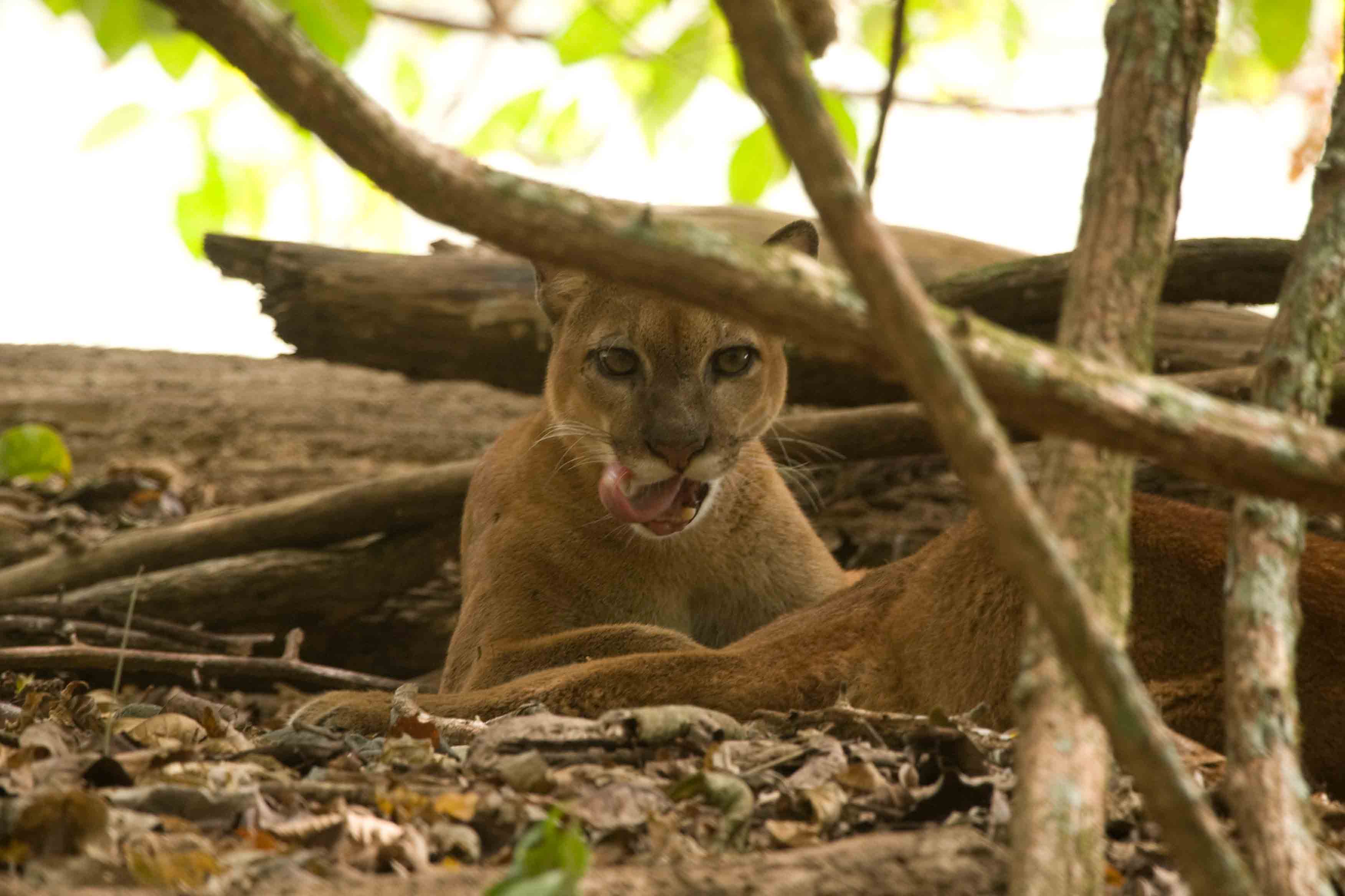 I Corcovado National Park bor der også pumaer 