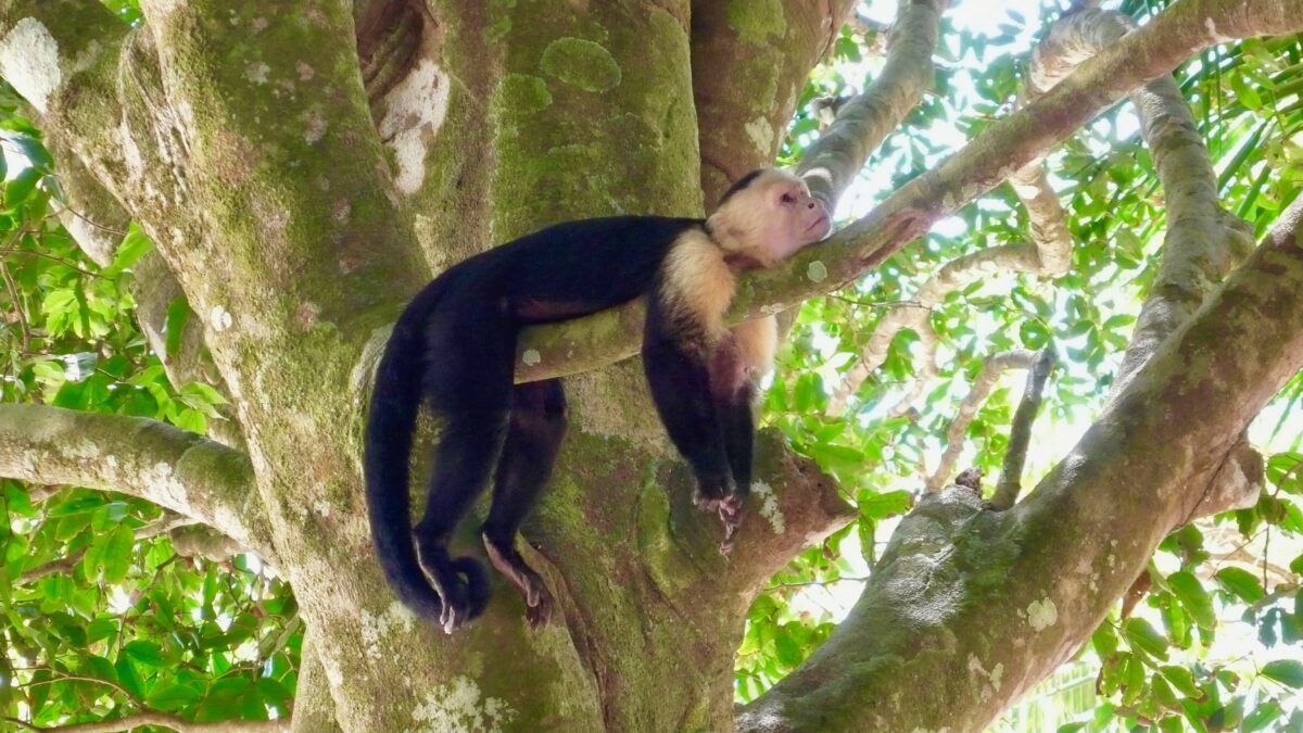 Costa Rica byder på et rigt og helt unikt dyreliv