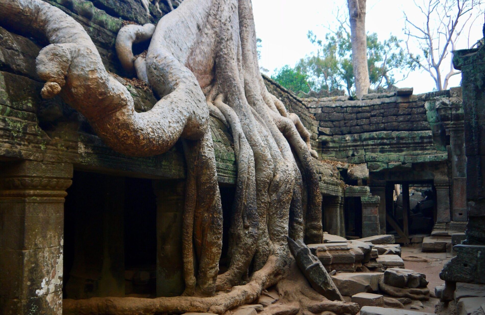 Ta Prohm tempel i Angkor