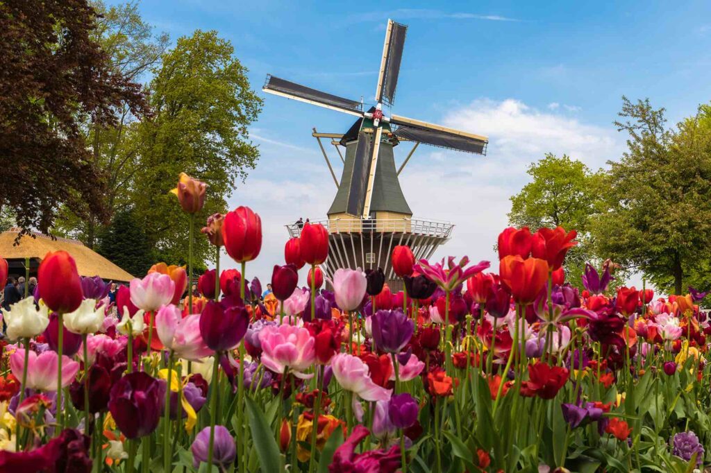 Tulipaner og de gamle charmerende vindmøller - Hollands vartegn