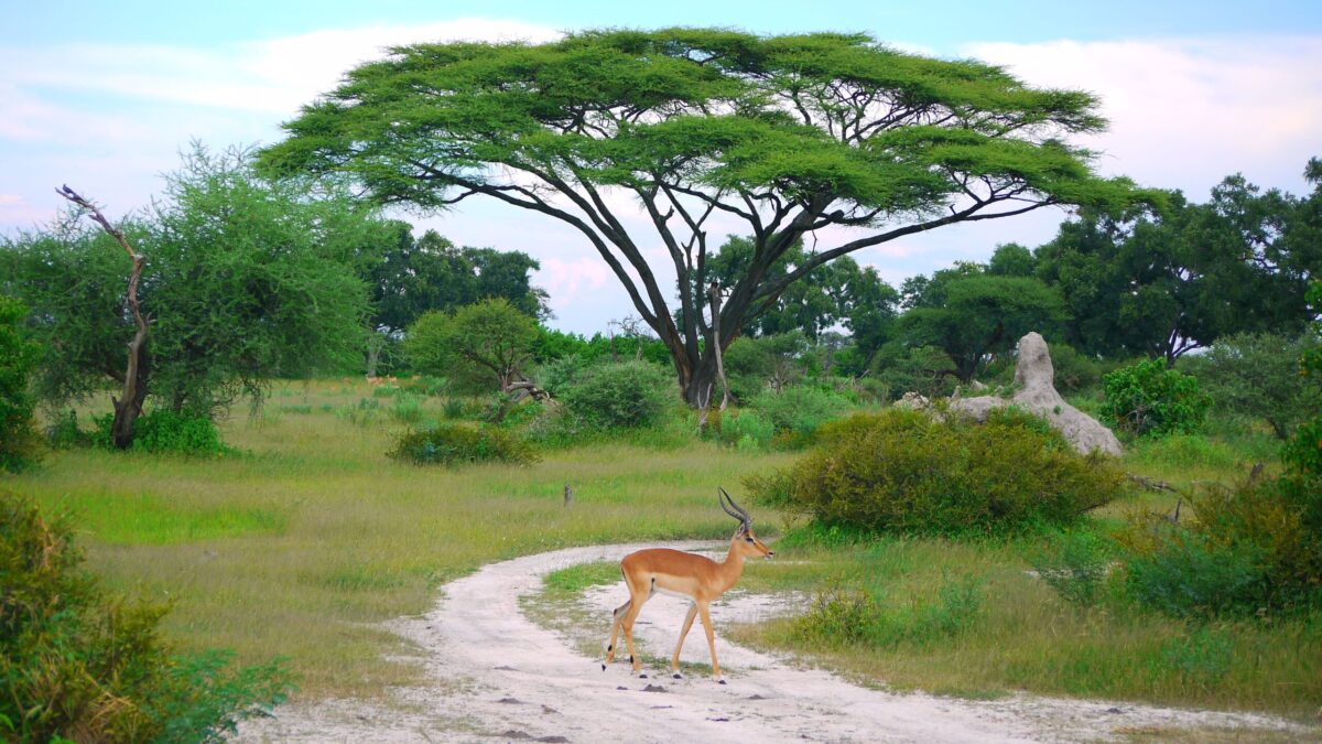 Botswana tilbyder dyreliv og natur som få andre steder i verden