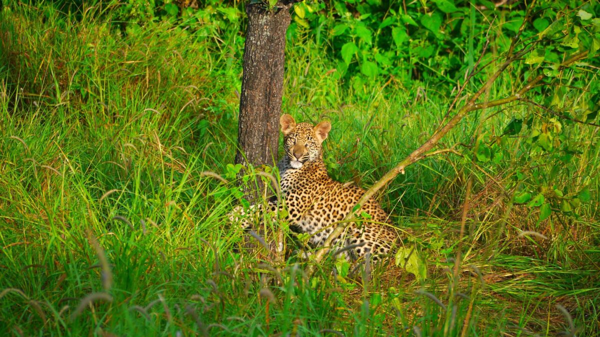 Safari i Botswana