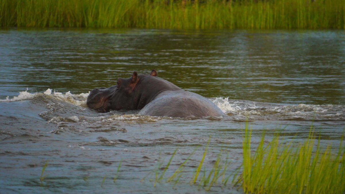 Se dyrene i deres naturlige omgivelser i Botswana