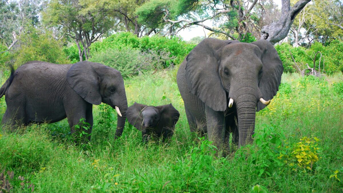 Elefant i Botswana