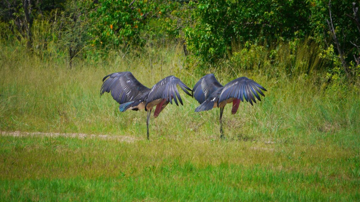 Safari i Botswana