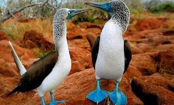 Se de sjældne blåfodet booby fugle på Galapagos Øerne med Silversea Expeditions holdet
