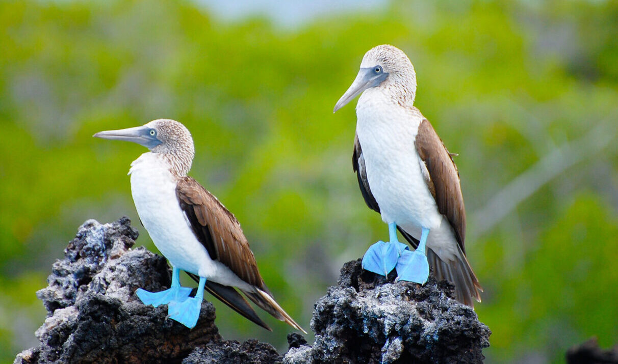 De blå-fodet boobies lever kun på Galapagos