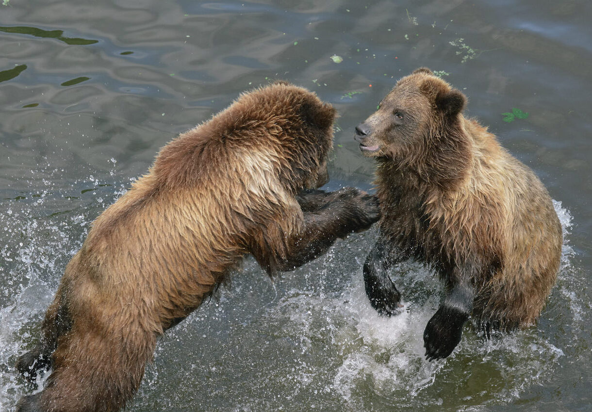 AZA_Alaska_BearSanctuary_20190804_DSC_0285 Seward (Anchorage), Alaska