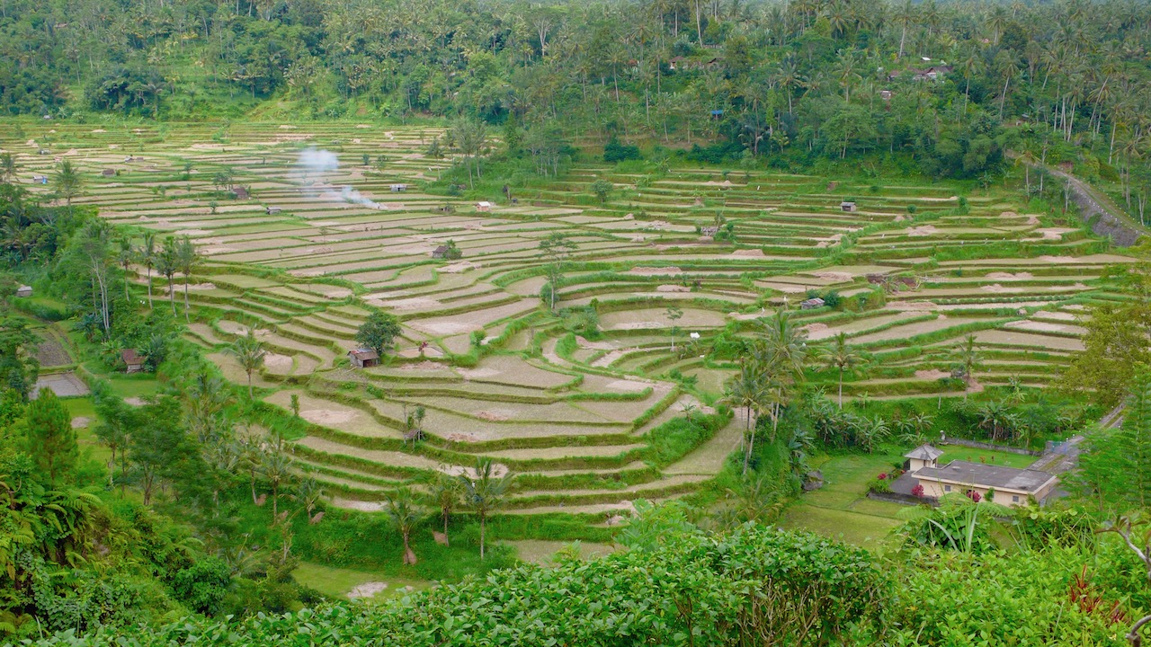 Idylliske rismarker i Indonesien