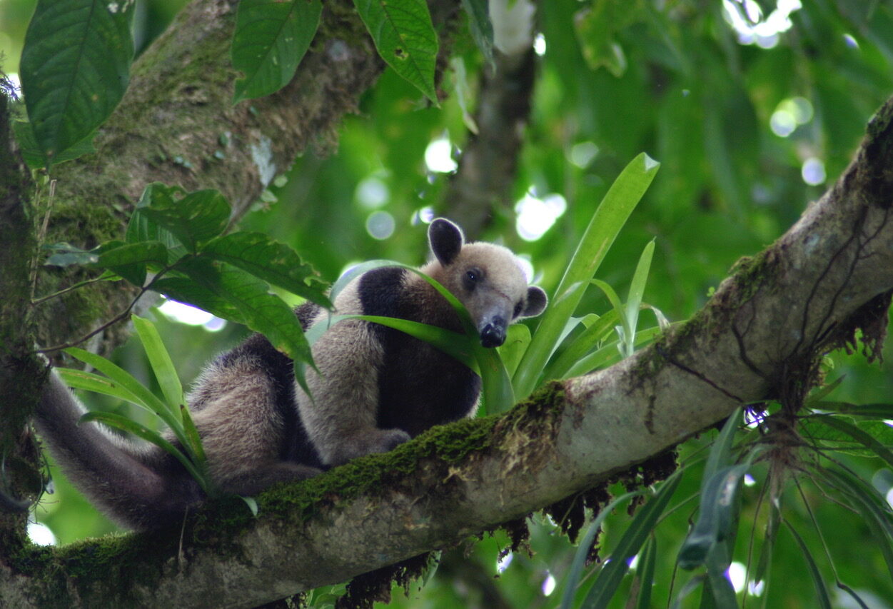 Tortuguero National Park er rigt på eksotisk dyreliv